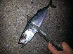 アジングタックルでサバのファイト面白いです！