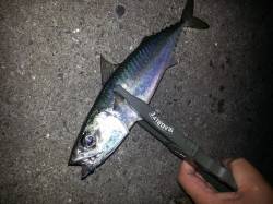 アジングタックルでサバのファイト面白いです…