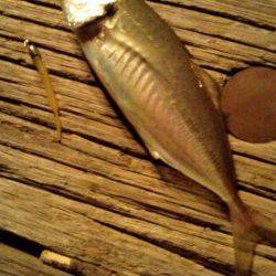 テンションフォールでヒット 舞洲アジング