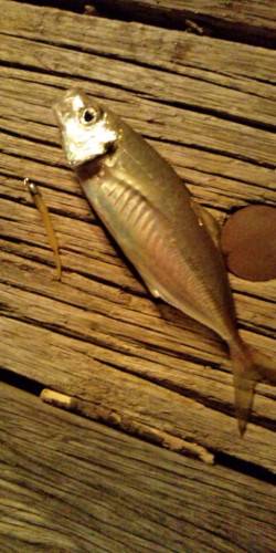 テンションフォールでヒット　舞洲アジング