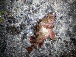 泉佐野　メバリング釣行もガシラで納竿