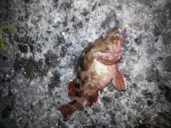 泉佐野　メバリング釣行もガシラで納竿