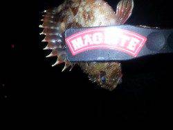 泉佐野　メバリング釣行もガシラで納竿