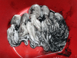 中川、揖保川　オクトパッシングでイイダコ6パイ