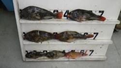 田子の波止でイガミ6匹