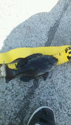 垂水漁港へグレ釣りに行ってきました　