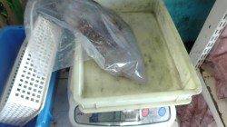 天神崎にてヤエン釣り　アオリ、キロアップです★