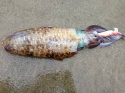 小浜エリアのエギング　胴長24cのアオリイ…