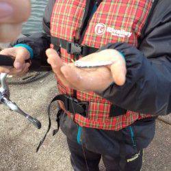 林崎漁港、サビキでイワシ・メバル・ガシラ