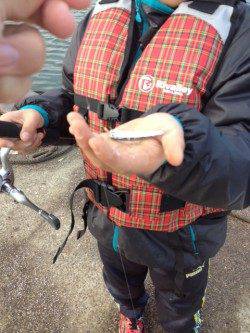 林崎漁港、サビキでイワシ・メバル・ガシラ