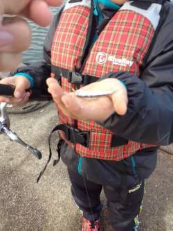 林崎漁港、サビキでイワシ・メバル・ガシラ