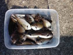 大蔵海岸でのサビキの釣果