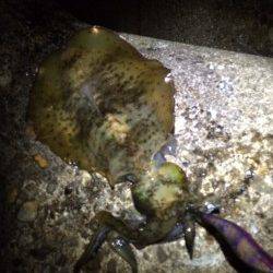 林崎漁港でエギング～ナイスサイズのアオリイカ登場