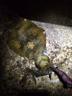 林崎漁港でエギング～ナイスサイズのアオリイカ登場