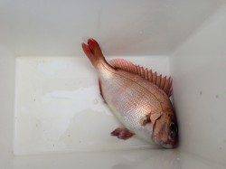 音海にて、サビキはフグの猛攻・ウキ釣りにタイ