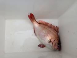 音海にて、サビキはフグの猛攻・ウキ釣りにタ…