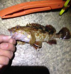 りんくうでメバリング、小さいけど顔出し始めてます