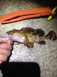 りんくうでメバリング、小さいけど顔出し始めてます