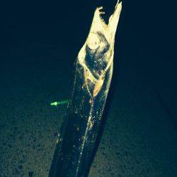 兵庫突堤夕方から太刀魚釣り、14匹ゲット！