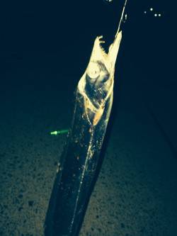 兵庫突堤夕方から太刀魚釣り、14匹ゲット！…