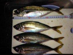 りんくう フロートリグ使用でのアジング　惜しくも尺には届かず