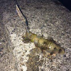 太地でエギング　コウイカの猛攻の中アオリ1パイ