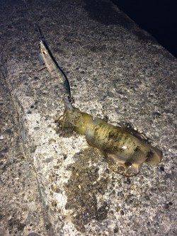 太地でエギング　コウイカの猛攻の中アオリ1パイ