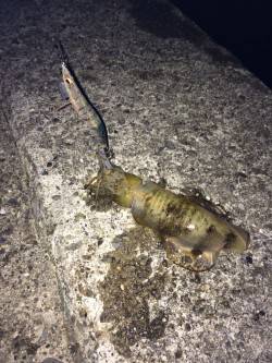 太地でエギング　コウイカの猛攻の中アオリ1…