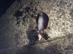 太地港でエギング　アオリイカ2ハイ