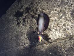 太地港でエギング　アオリイカ2ハイ