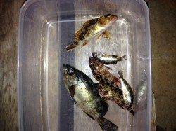 新浜漁港でサビキ　メバルとガシラの釣果