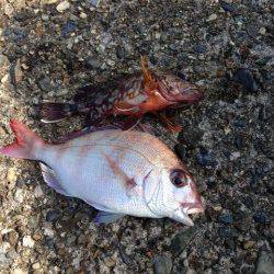 音海大波止でズボ釣り、ガシラ・チャリコ・マダイ