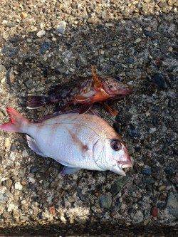 音海大波止でズボ釣り、ガシラ・チャリコ・マダイ