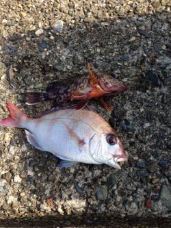 音海大波止でズボ釣り、ガシラ・チャリコ・マ…