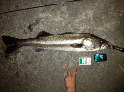 大阪南港のシーバスはランカー混じりでアドレナリン☆