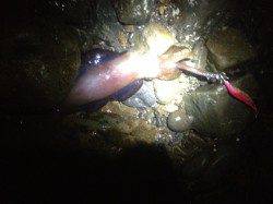 大引漁港でエギング　粘って3バイ