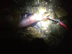 大引漁港でエギング　粘って3バイ