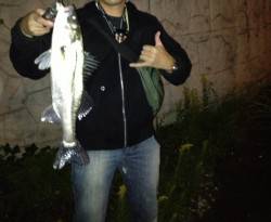 淀川周辺でシーバス、流れが速い分良く引きま…