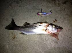 ボイルを探してナイトランガン、シーバッシン…