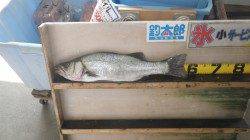 11/18 天神崎でルアーにて56ｃｍのヒラスズキ