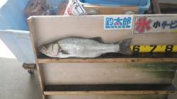 11/18 天神崎でルアーにて56ｃｍのヒ…