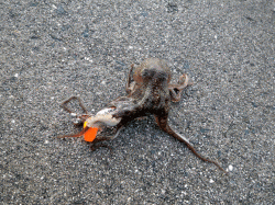 中川、揖保川　オクトパッシングでイイダコ6パイ