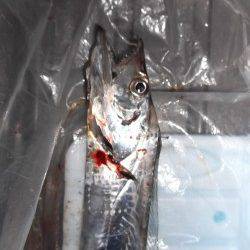 本荘人工島 テンヤでのタチウオ狙い 外道のコウイカもヒット