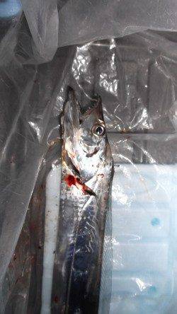 本荘人工島 テンヤでのタチウオ狙い 外道のコウイカもヒット