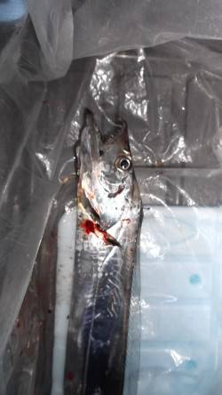 本荘人工島　テンヤでのタチウオ狙い　外道の…