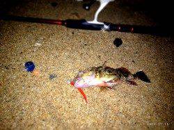 アジュール舞子でメバル25㎝！