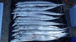 田辺芳養堤防　エサ＆ワインドでタチウオ絶好…