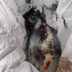 本荘人工島 テンヤでのタチウオ狙い 外道のコウイカもヒット