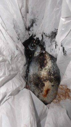 本荘人工島 テンヤでのタチウオ狙い 外道のコウイカもヒット