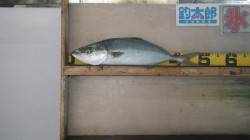 天神崎　ルアーにハマチがヒット